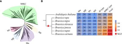 Systematic analysis of MADS-box gene family in the U’s triangle species and targeted mutagenesis of BnaAG homologs to explore its role in floral organ identity in Brassica napus